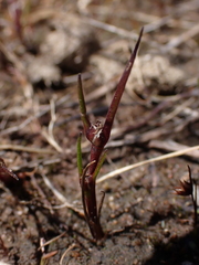 Centrolepis aristata