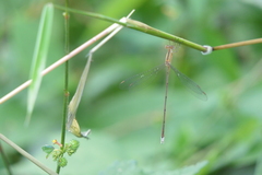 Lestes viridulus