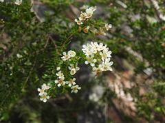 Sannantha bidwillii