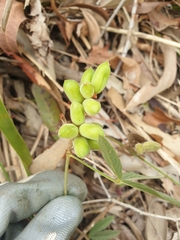 Flemingia parviflora