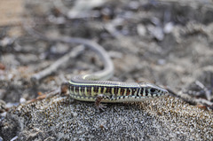 Gerrhosaurus flavigularis