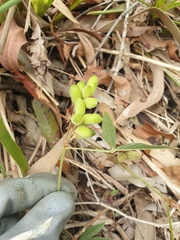 Flemingia parviflora