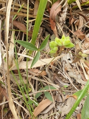 Flemingia parviflora