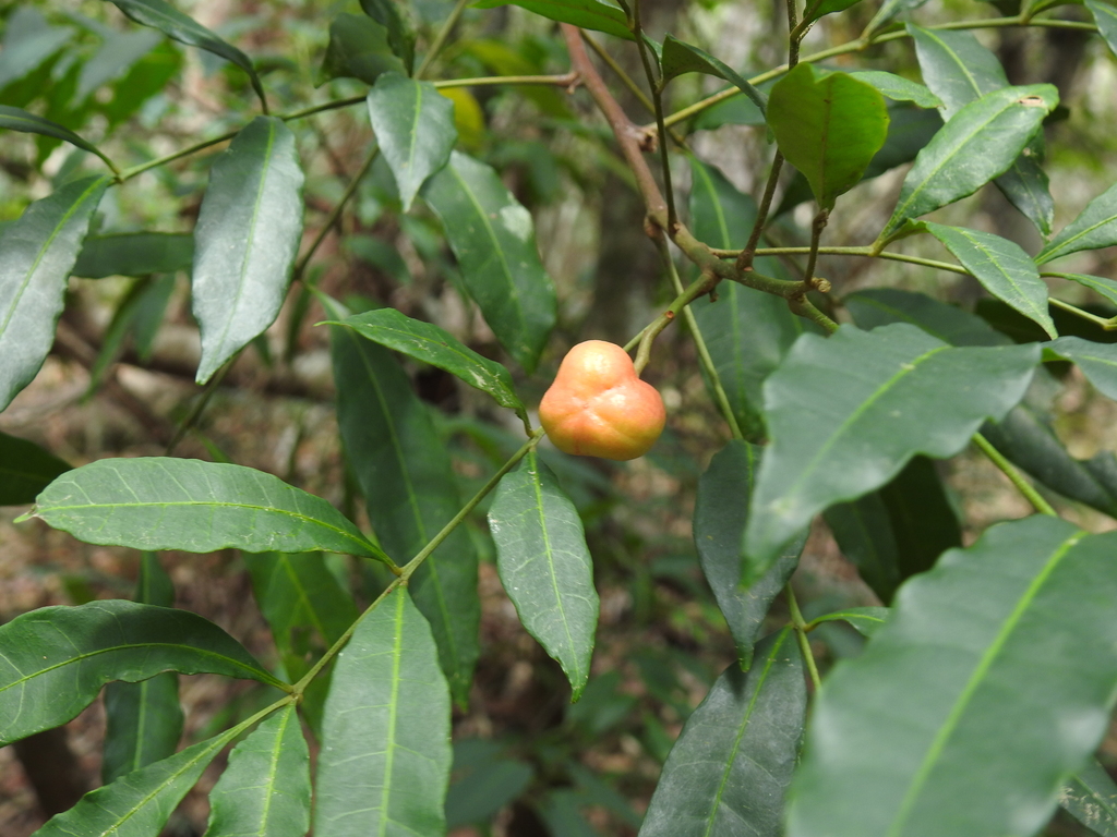 scentless rosewood from Tuan Forest QLD 4650, Australia on November 01 ...