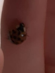 Harmonia axyridis