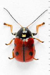 Cryptocephalus cordiger