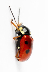 Cryptocephalus cordiger