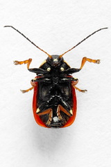 Cryptocephalus cordiger