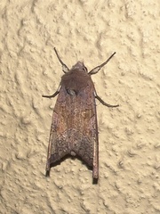 Phlogophora wollastoni