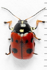 Cryptocephalus cordiger