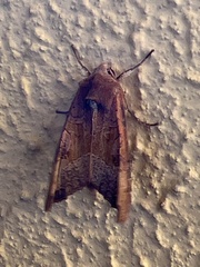 Phlogophora wollastoni