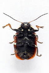 Cryptocephalus cordiger