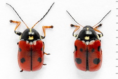 Cryptocephalus cordiger