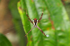 Argiope perforata
