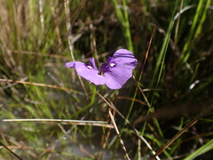 Utricularia beaugleholei