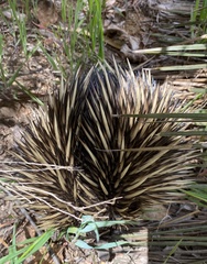 Tachyglossus aculeatus acanthion