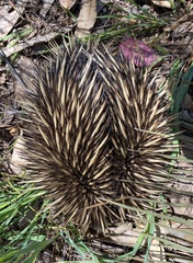 Tachyglossus aculeatus acanthion