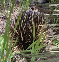 Tachyglossus aculeatus acanthion