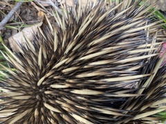 Tachyglossus aculeatus acanthion