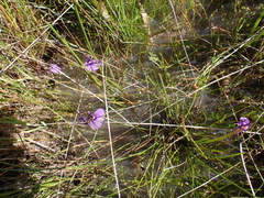 Utricularia beaugleholei