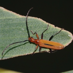 Stenoderus