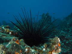 Diadema africanum