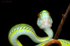 Trimeresurus rubeus