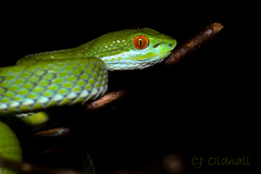 Trimeresurus rubeus