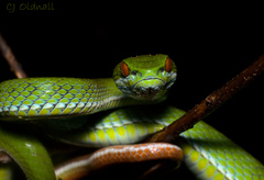 Trimeresurus rubeus