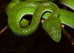 Trimeresurus rubeus