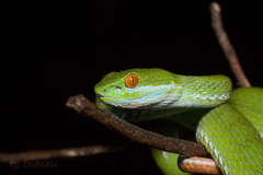 Trimeresurus rubeus