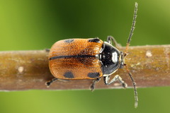 Cryptocephalus distinguendus