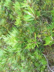 Searsia angustifolia