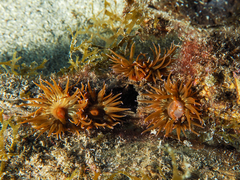Anemonia sargassensis