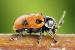 Cryptocephalus distinguendus