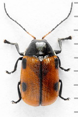 Cryptocephalus distinguendus