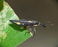 Rhinotia plagiata