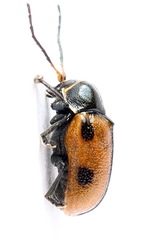 Cryptocephalus distinguendus