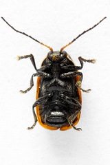 Cryptocephalus distinguendus