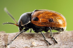 Cryptocephalus distinguendus