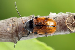 Cryptocephalus distinguendus