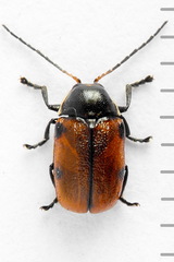 Cryptocephalus distinguendus