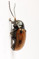 Cryptocephalus distinguendus