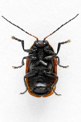 Cryptocephalus distinguendus