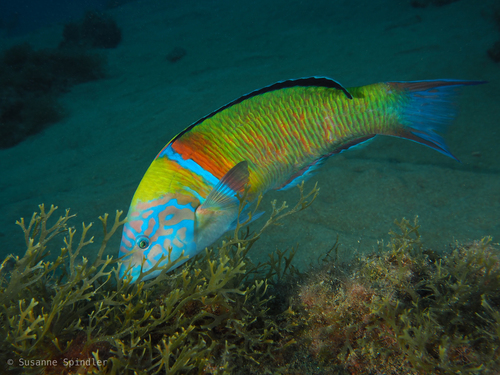 Representative image of Thalassoma pavo