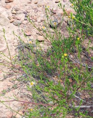 Cymbopappus adenosolen