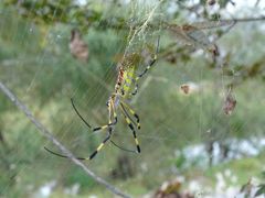 Trichonephila clavata