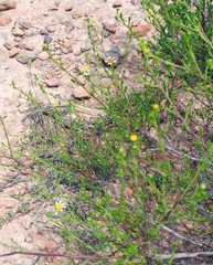 Cymbopappus adenosolen