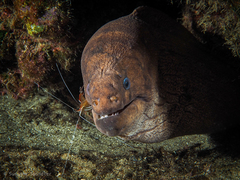 Gymnothorax unicolor