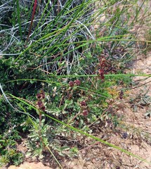 Hermannia diversistipula